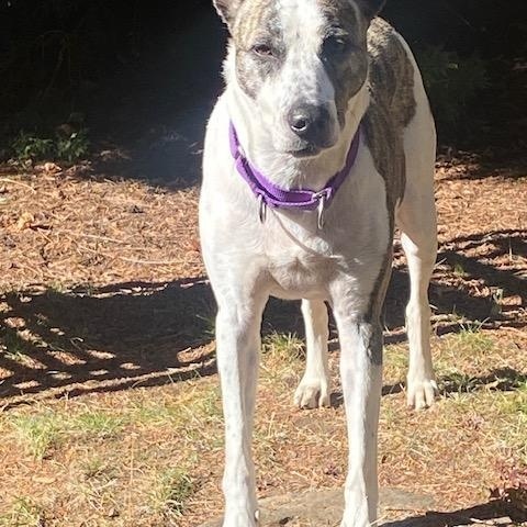 Enlarge Josie, a Adoptable mixed breed in Portland, OR image 5/6