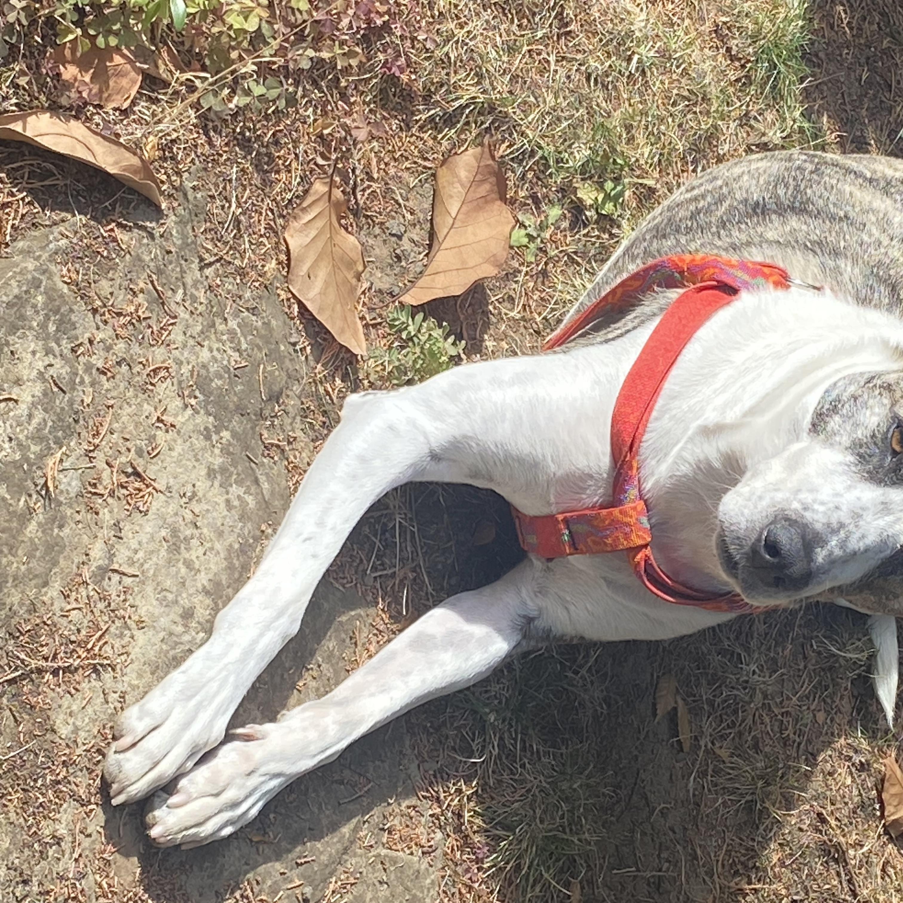 Enlarge Josie, a Adoptable mixed breed in Portland, OR image 2/6