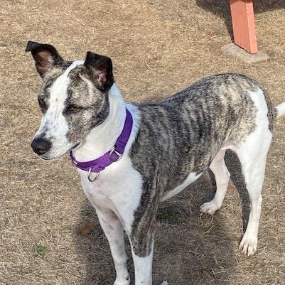 Enlarge Josie, a Adoptable mixed breed in Portland, OR image 6/6