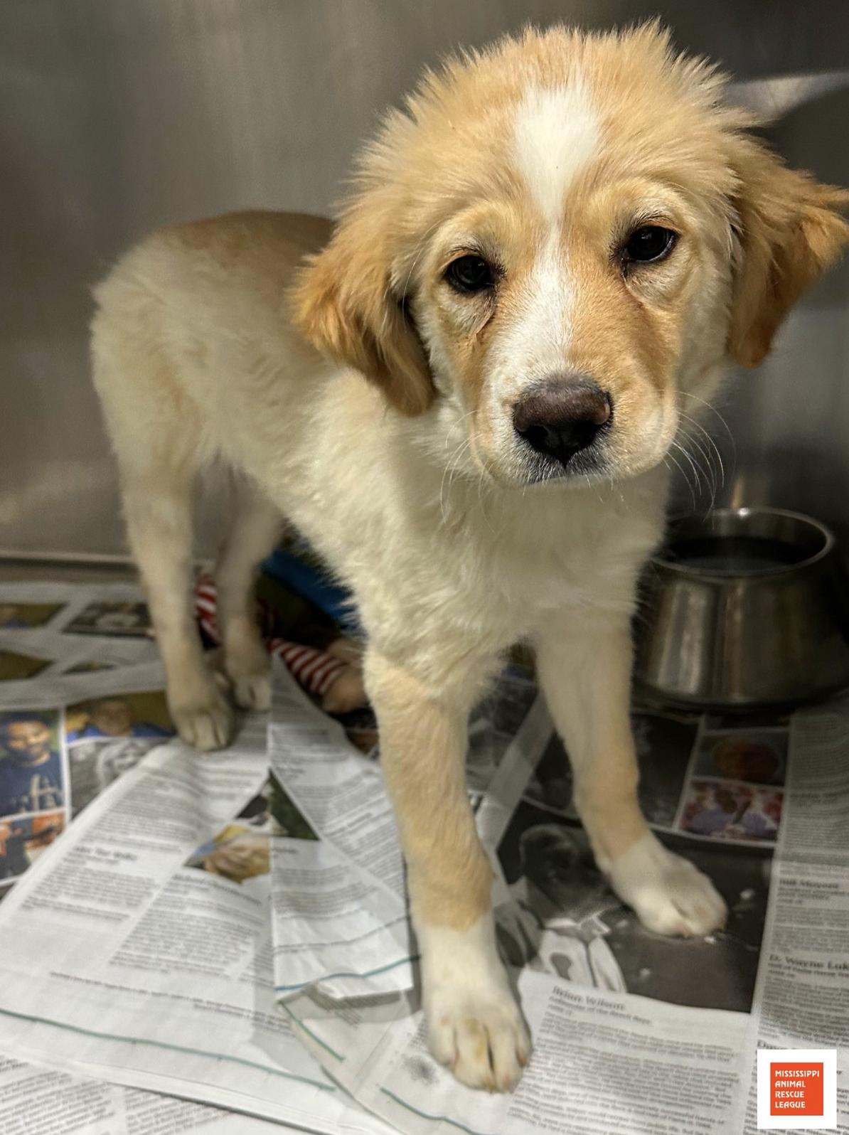 Enlarge Achane, an adopted mixed breed in Jackson, MS image 1/1