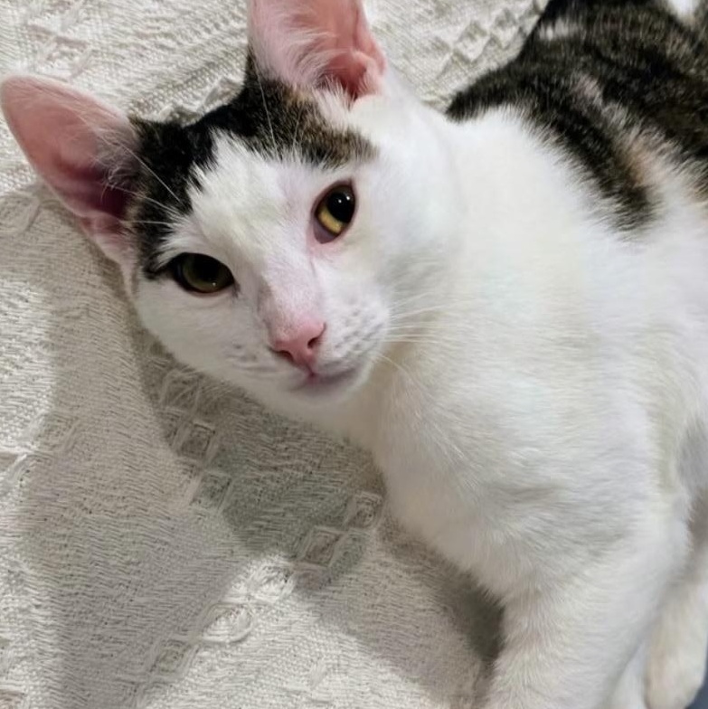 Bic, Adoptable, Kitten Male Domestic Short Hair.