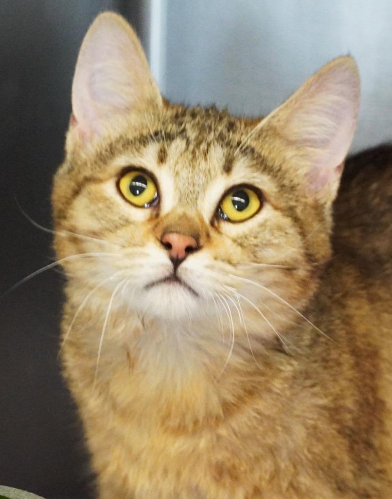 Ferguson, Adoptable, Kitten Female Domestic Medium Hair.