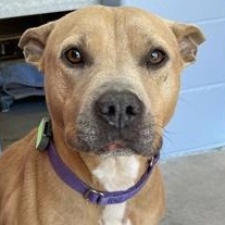 MIA, an adoptable Mixed Breed in Fernandina Beach, FL image 3/4