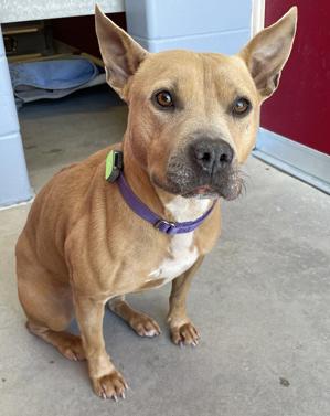MIA, an adoptable Mixed Breed in Fernandina Beach, FL image 4/4