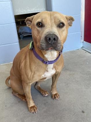 MIA, adoptable, Adult Female Mixed Breed.