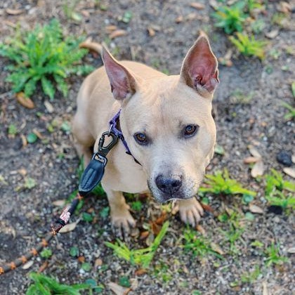 MIA, an adoptable Mixed Breed in Fernandina Beach, FL image 2/4