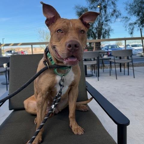 Enlarge Ruby Rousey, a Adoptable mixed breed in Henderson, NV image 1/4