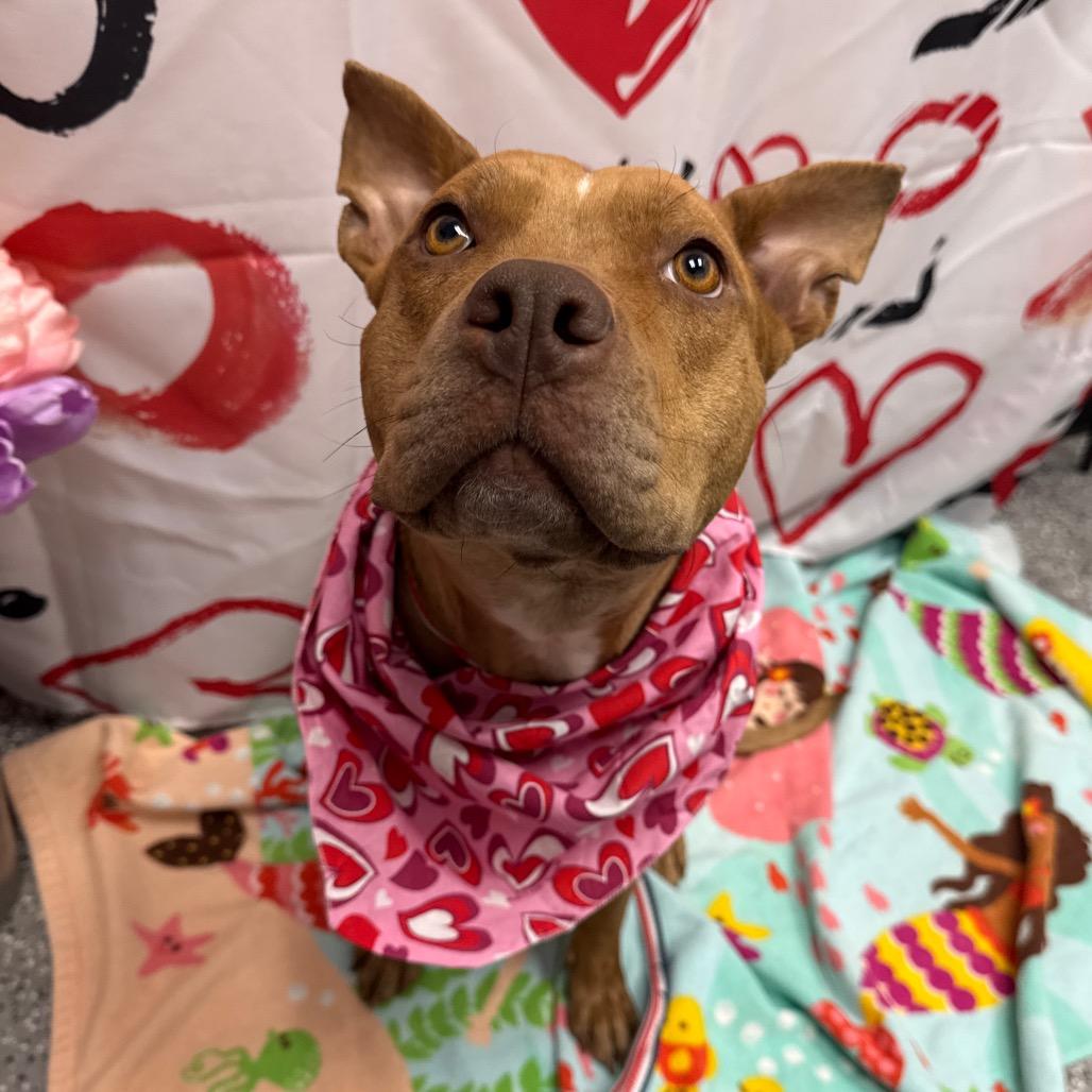 Ruby, Adoptable, Adult Female Catahoula Leopard Dog & Pit Bull Terrier.