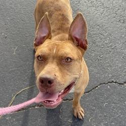 Enlarge Ruby, a Adoptable mixed breed in Henderson, NV image 2/2