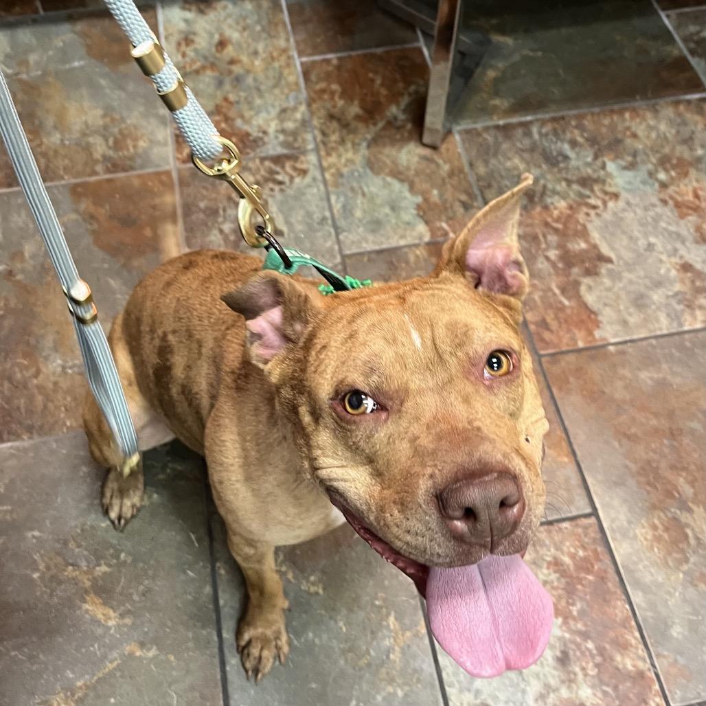 Enlarge Ruby Rousey, a Adoptable mixed breed in Henderson, NV image 3/4