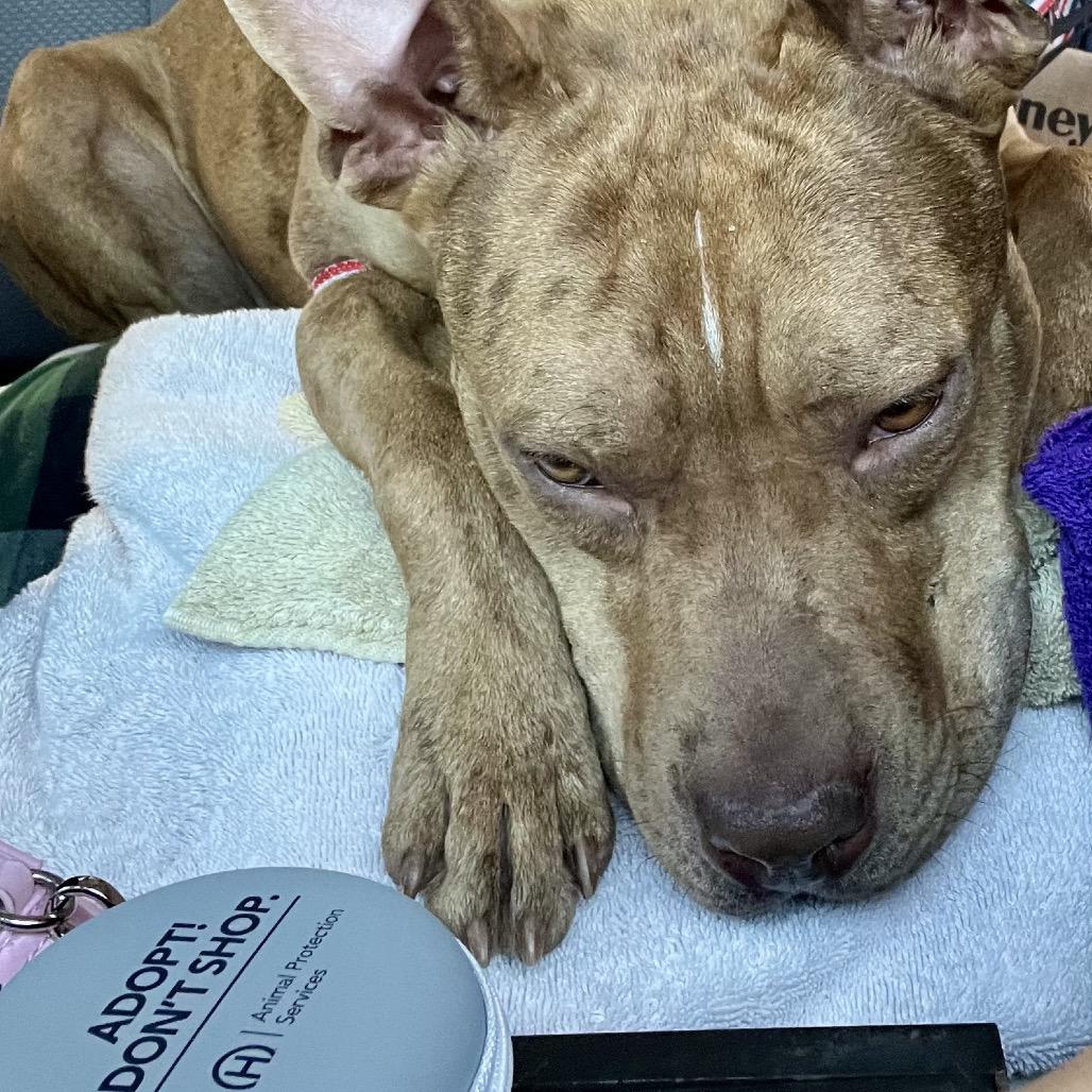 Enlarge Ruby Rousey, a Adoptable mixed breed in Henderson, NV image 4/4