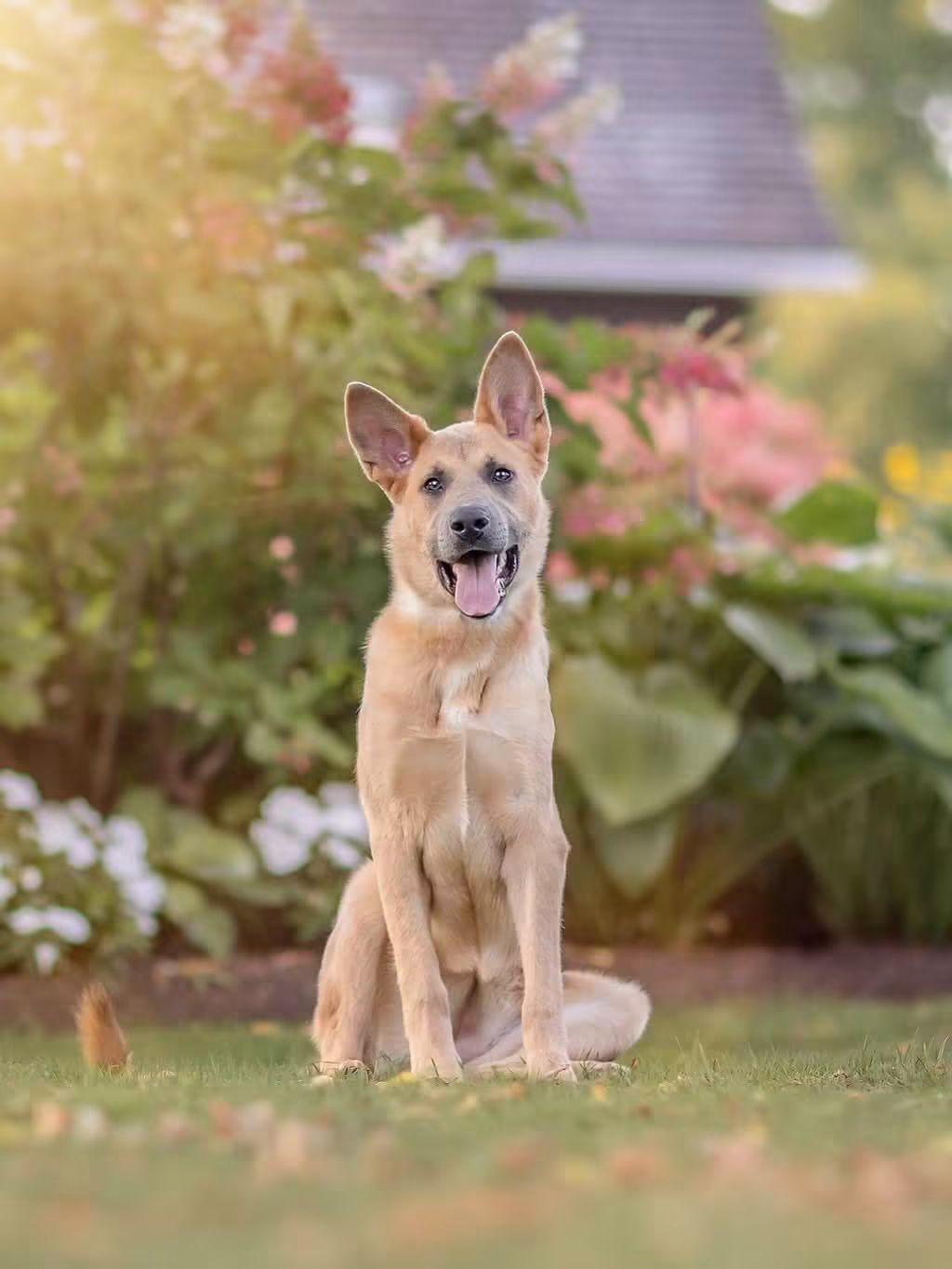 Enlarge Flex, a Adoptable mixed breed in Ottawa, ON image 3/6
