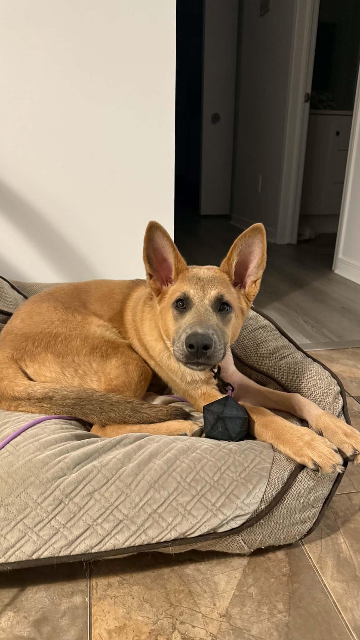 Enlarge Flex, a Adoptable mixed breed in Ottawa, ON image 6/6