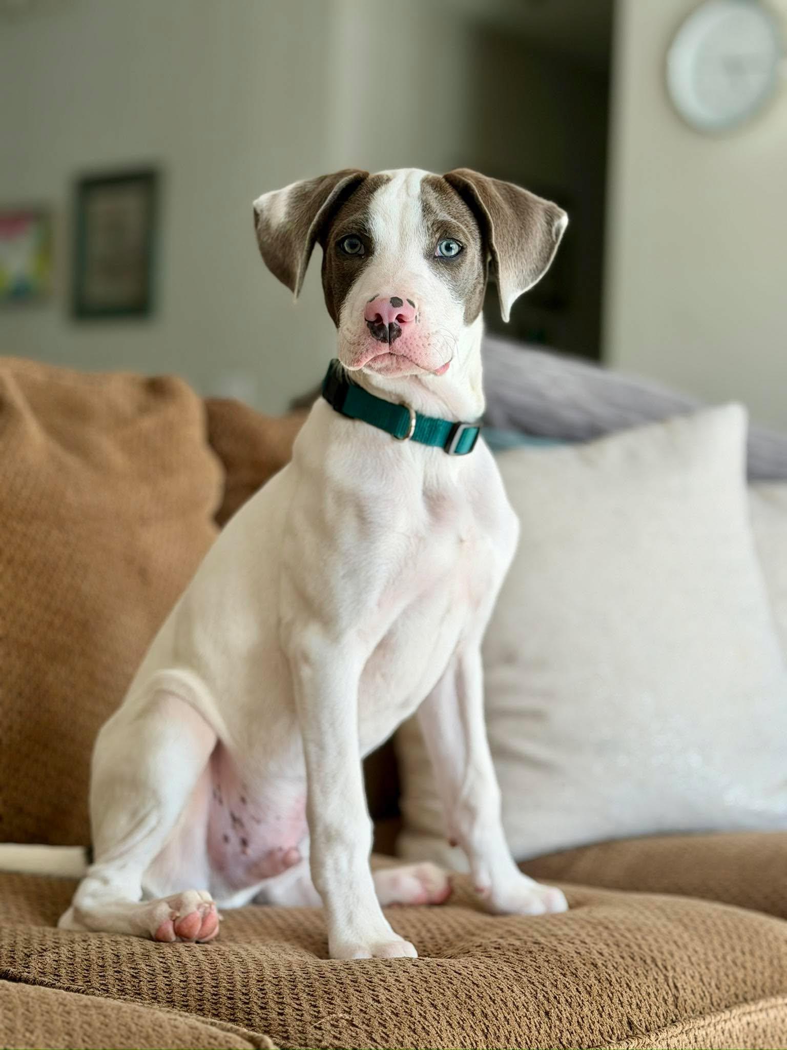 Beezy  , ADOPTABLE, Puppy Male Great Dane.