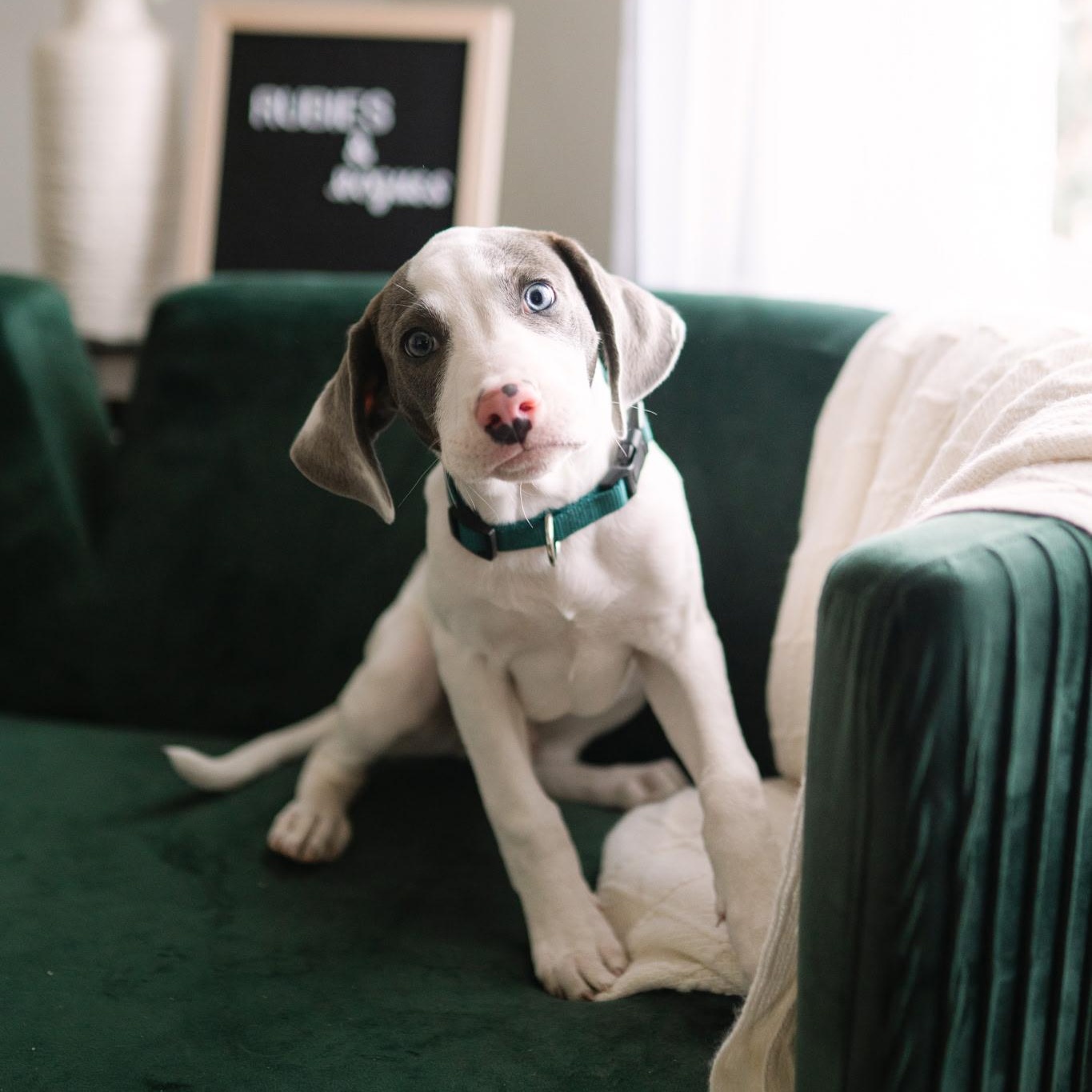Beezy  , ADOPTABLE, Puppy Male Great Dane.