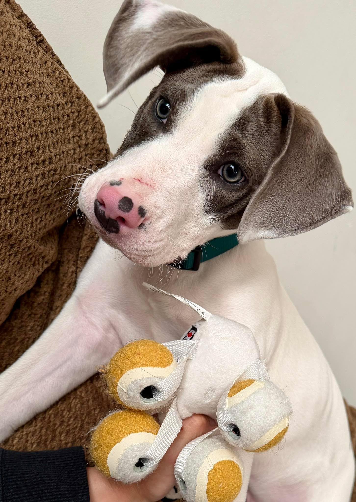 Enlarge Beezy  , a ADOPTABLE mixed breed in Spring hill, TN image 2/6