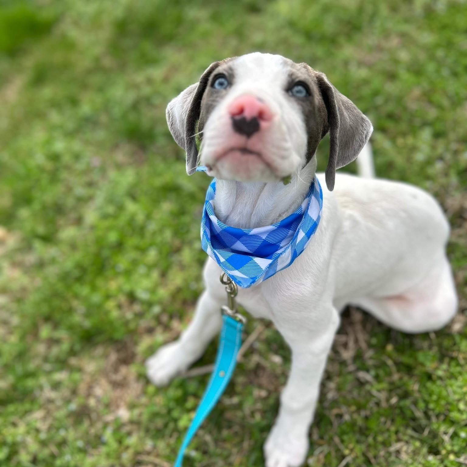 Beezy  , ADOPTABLE, Puppy Male Great Dane.
