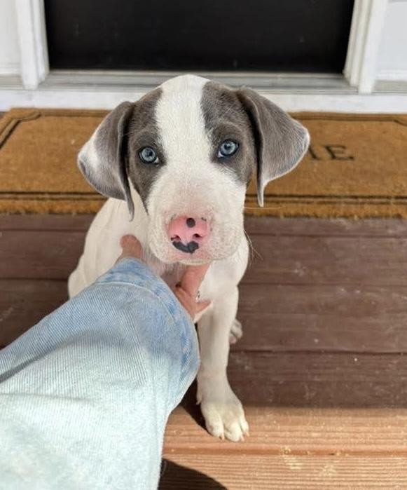 Enlarge Beezy  , a ADOPTABLE mixed breed in Spring hill, TN image 6/6