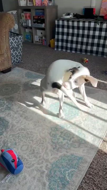 Enlarge Beezy  , a ADOPTABLE mixed breed in Spring hill, TN video 6/6