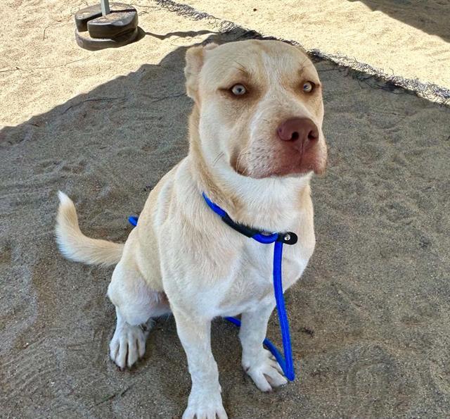 DARLA, Adoptable, Young Female Great Pyrenees & Mixed Breed.