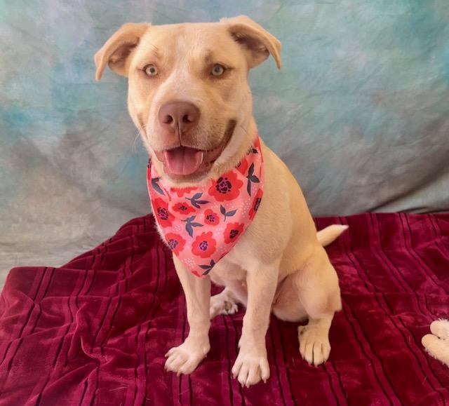 Enlarge DARLA, a Adoptable mixed breed in Salinas, CA image 1/1