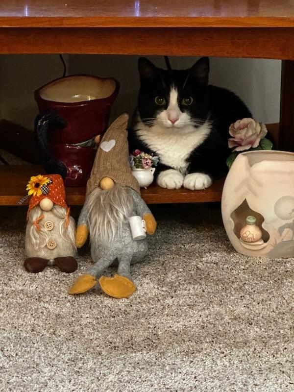 Enlarge Tom and Jerry, a Adoptable mixed breed in Brewerton, NY image 2/4