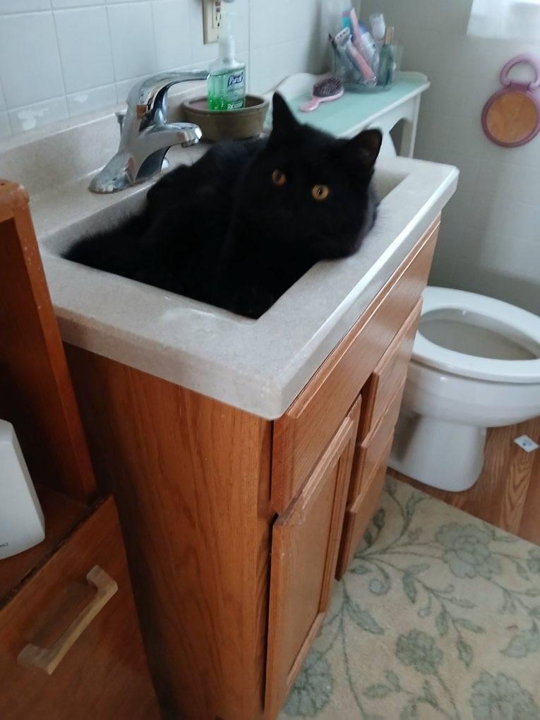 Enlarge Tom and Jerry, a Adoptable mixed breed in Brewerton, NY image 3/4