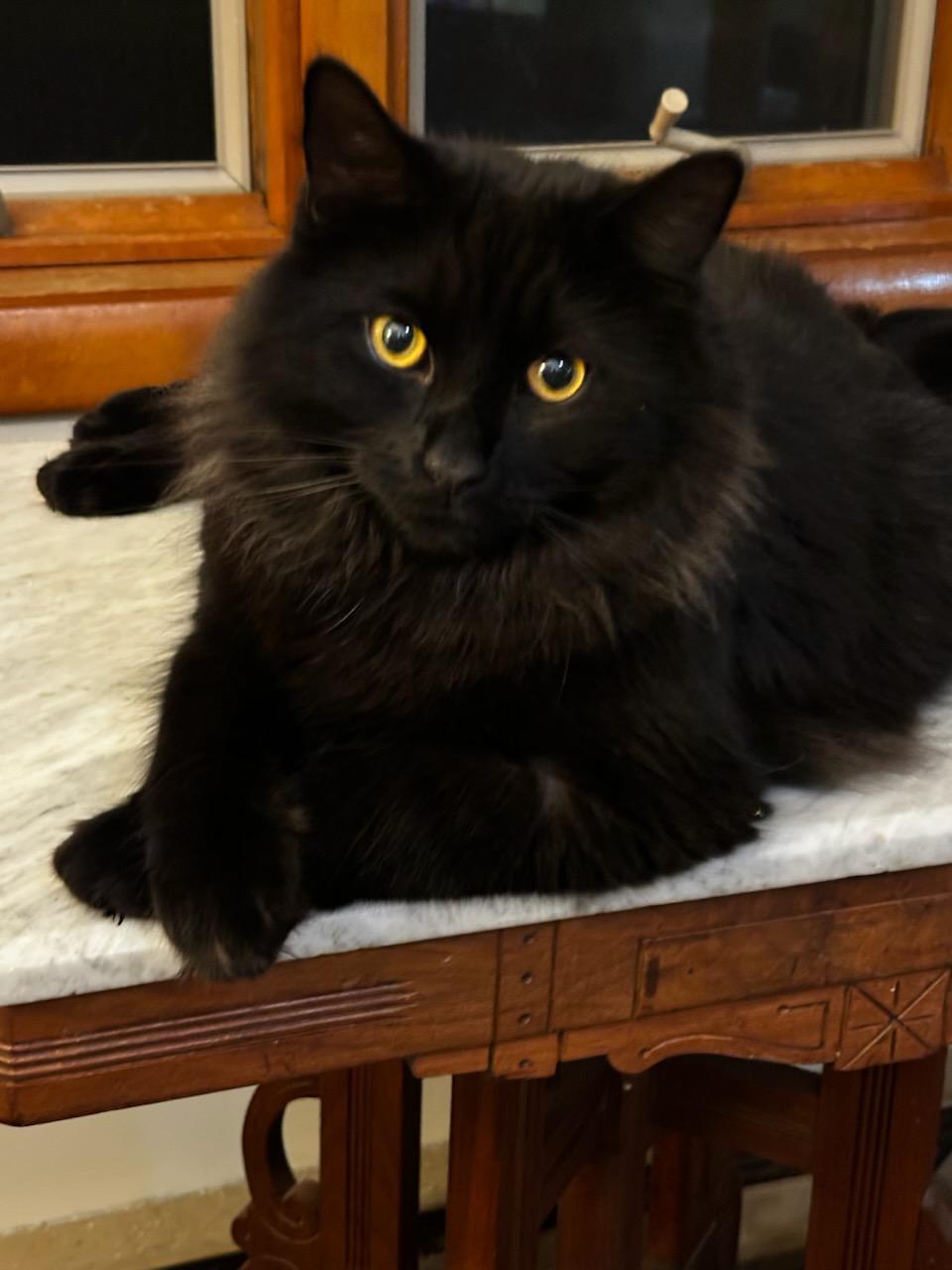 Enlarge Tom and Jerry, a Adoptable mixed breed in Brewerton, NY image 4/4