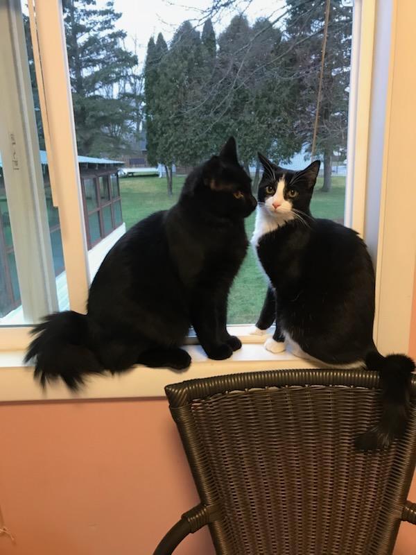 Tom and Jerry, Adoptable, Adult Male Domestic Long Hair & Tuxedo.