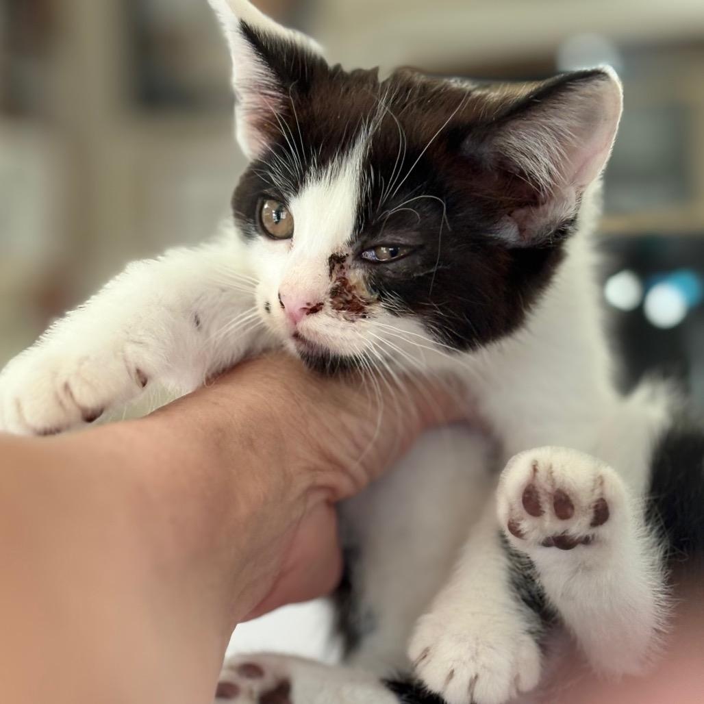 Enlarge Freckles, an adoptable Domestic Medium Hair in Blackfoot, ID image 1/1