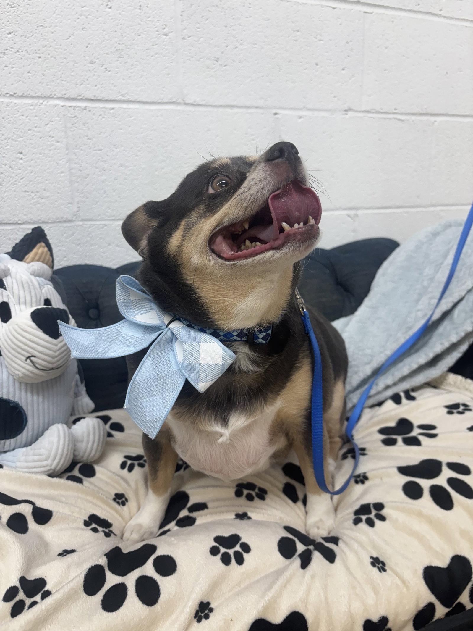 Enlarge Cooper, a Adoptable Chihuahua in York, SC image 3/3