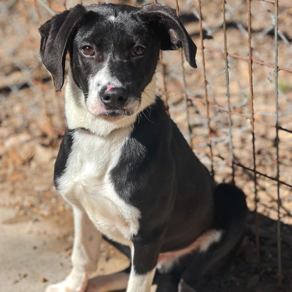 Jack II, Adoptable, Young Male Border Collie & Labrador Retriever.