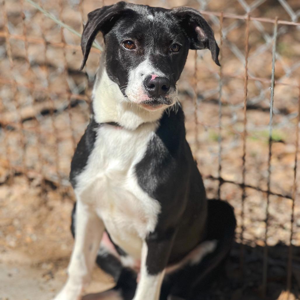 Jack II, a Adoptable mixed breed in Wadena, MN image 3/6