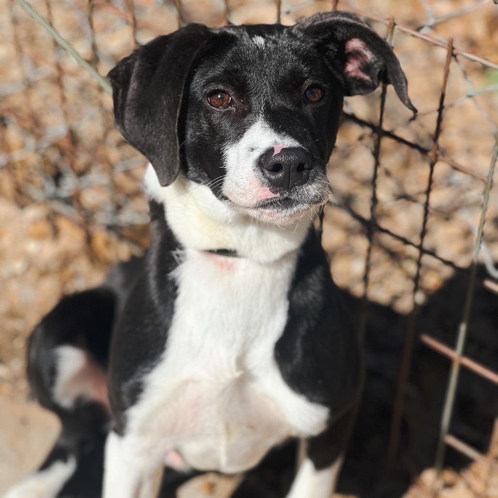 Jack II, a Adoptable mixed breed in Wadena, MN image 4/6