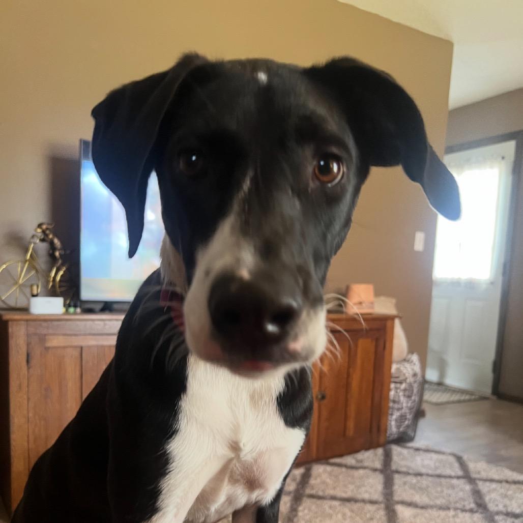 Jack II, a Adoptable mixed breed in Wadena, MN image 5/6