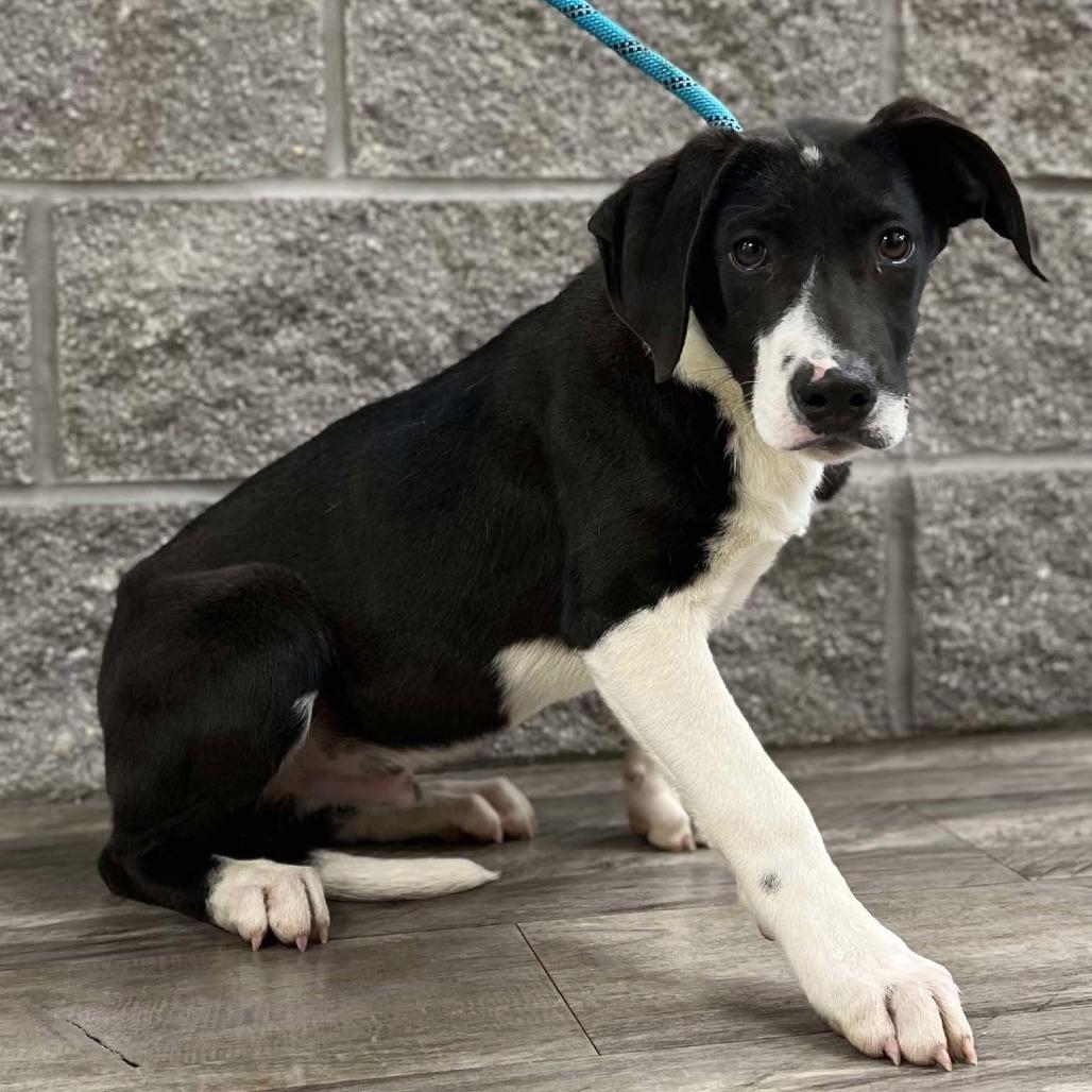 Jack II, a Adoptable mixed breed in Wadena, MN image 6/6