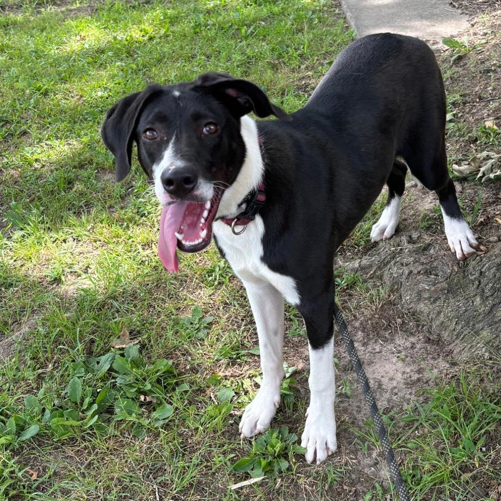 Enlarge Jack II, a Adoptable mixed breed in Wadena, MN image 6/6