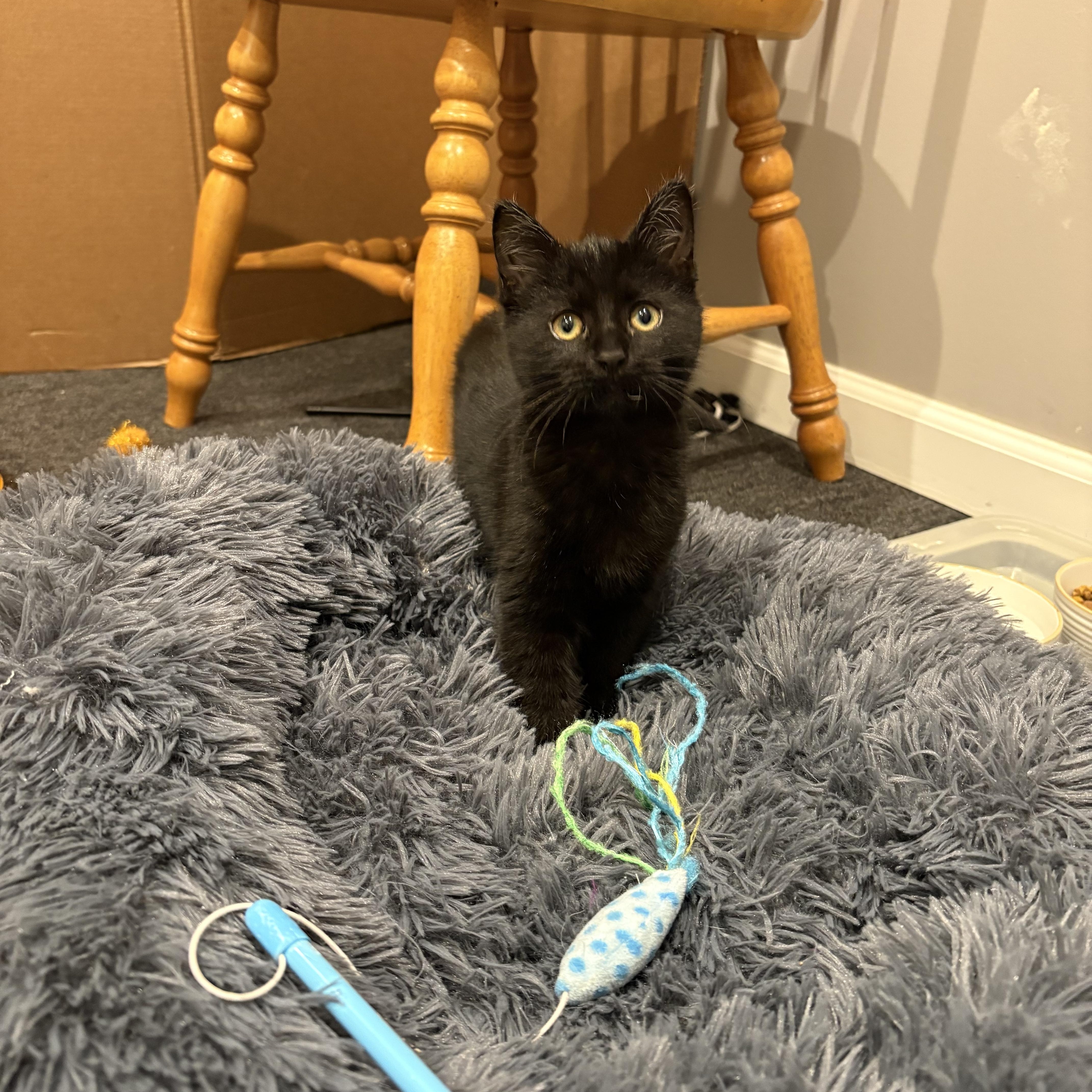 Enlarge Mother Gothel, a ADOPTABLE Tabby in Macomb, MI image 3/6