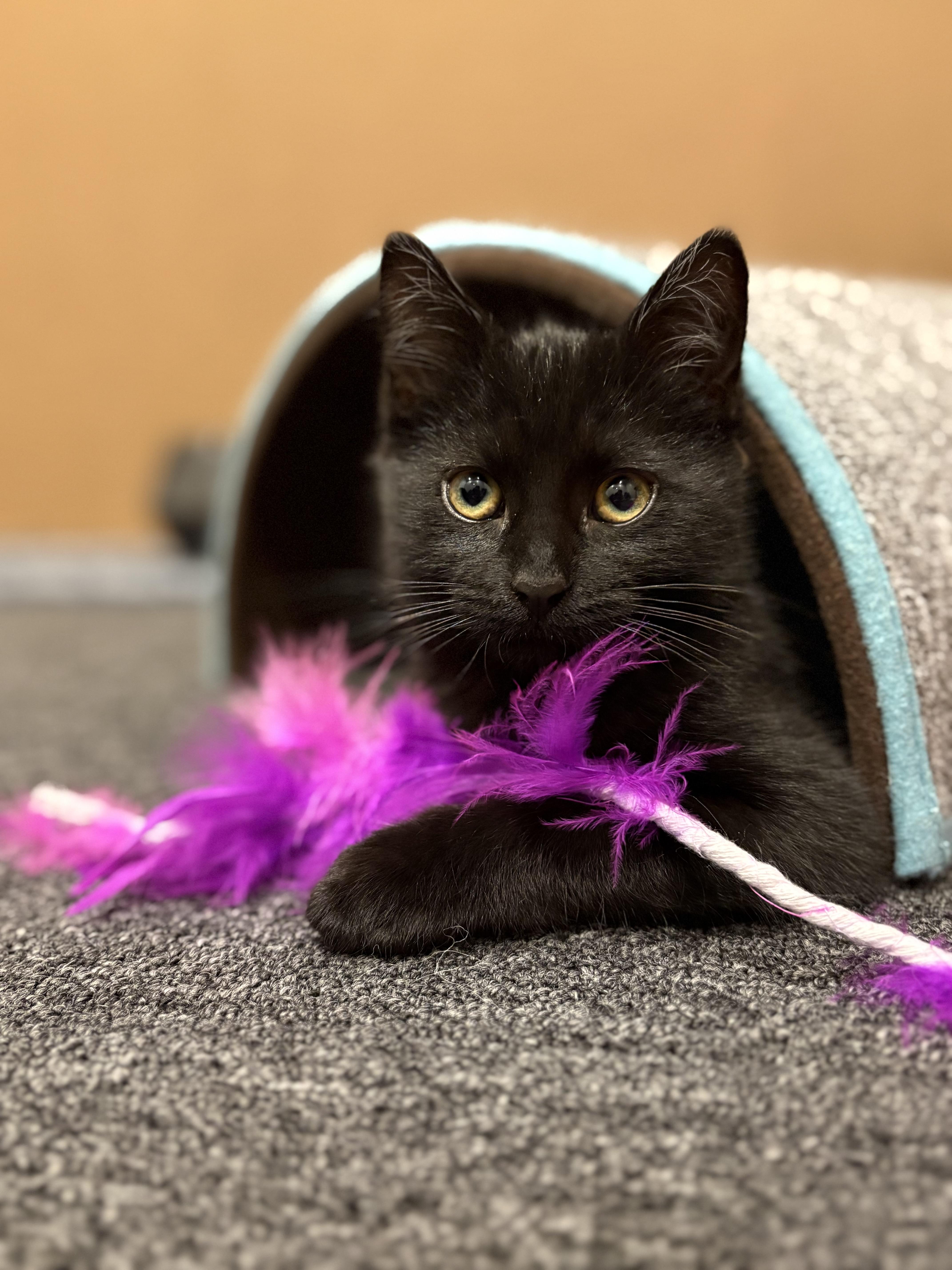 Enlarge Mother Gothel, a ADOPTABLE Tabby in Macomb, MI image 2/6