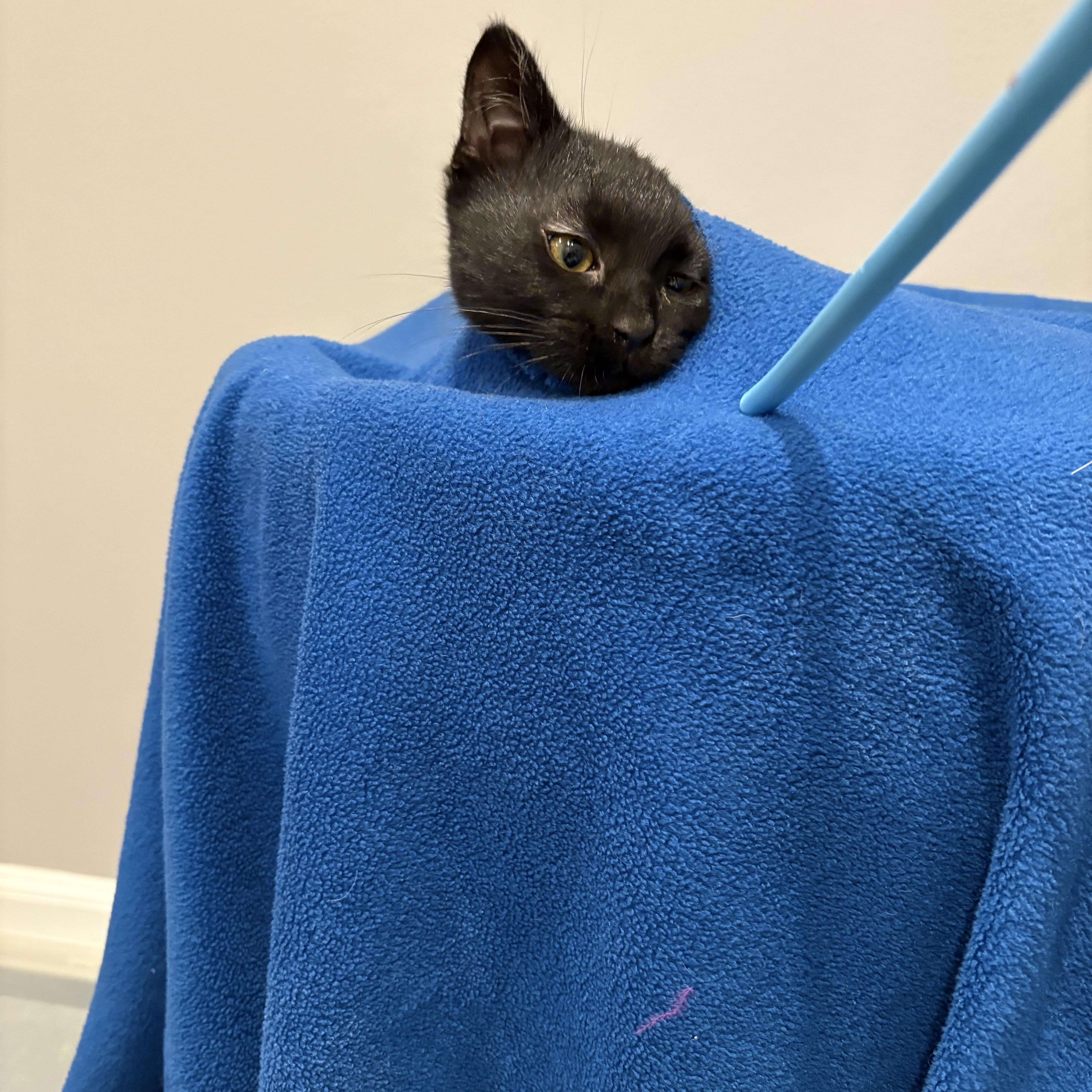 Enlarge Mother Gothel, a ADOPTABLE Tabby in Macomb, MI image 4/6