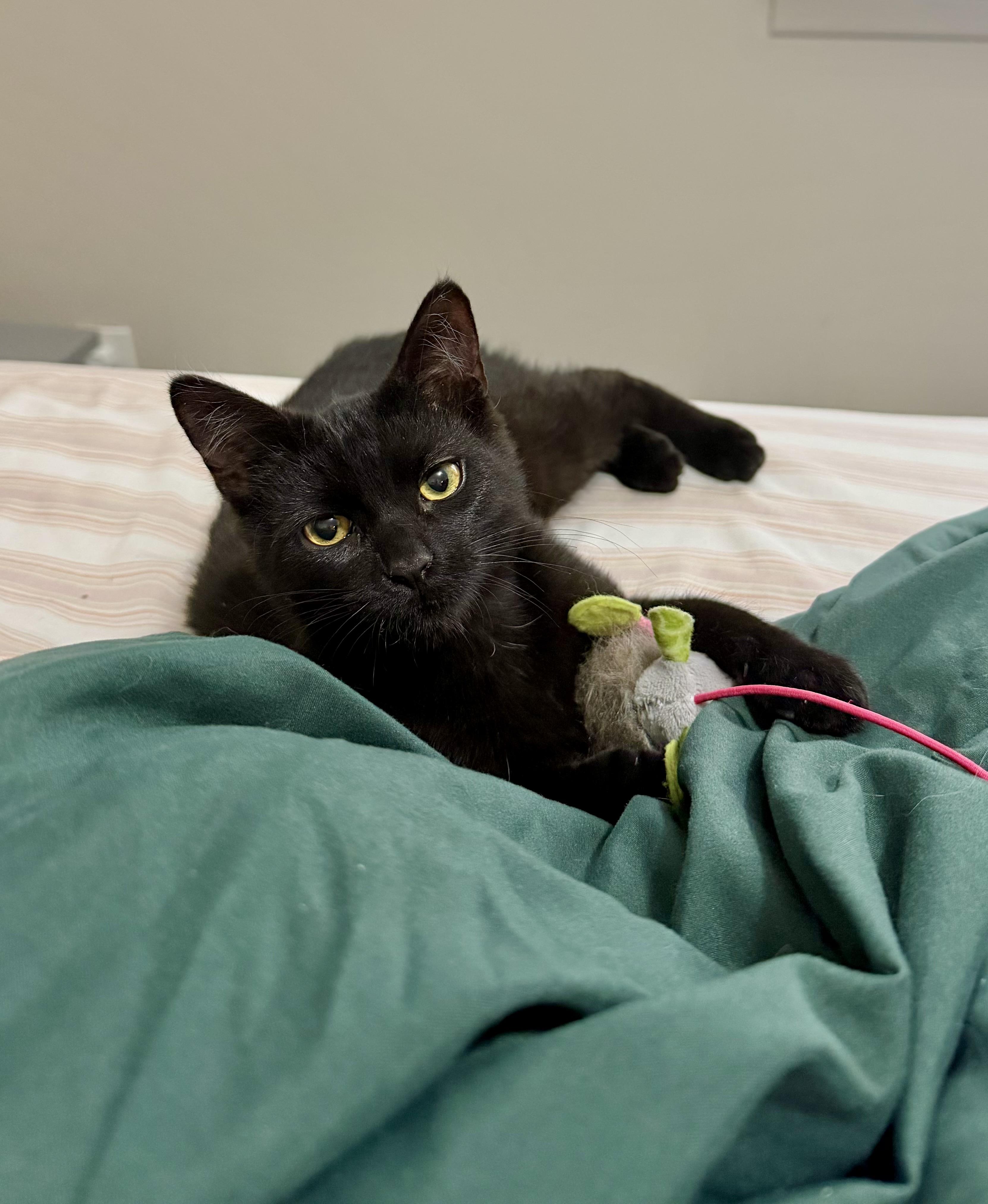 Enlarge Mother Gothel, a ADOPTABLE Tabby in Macomb, MI image 1/6