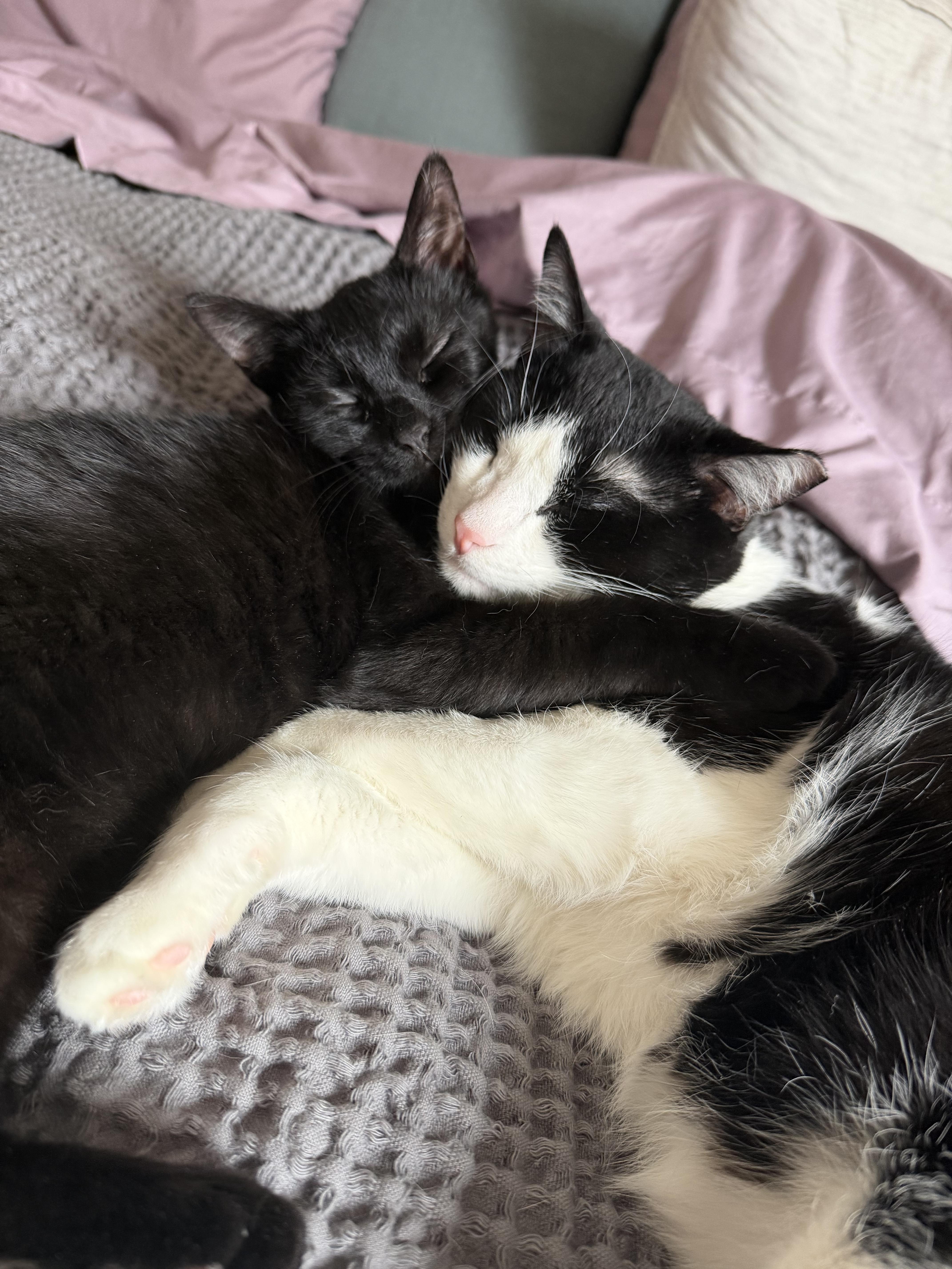 Mother Gothel, a ADOPTABLE Tabby in Macomb, MI image 6/6