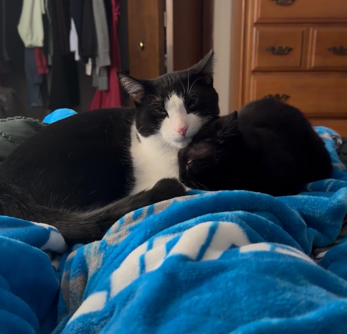 Enlarge Mother Gothel, a ADOPTABLE Tabby in Macomb, MI image 6/6