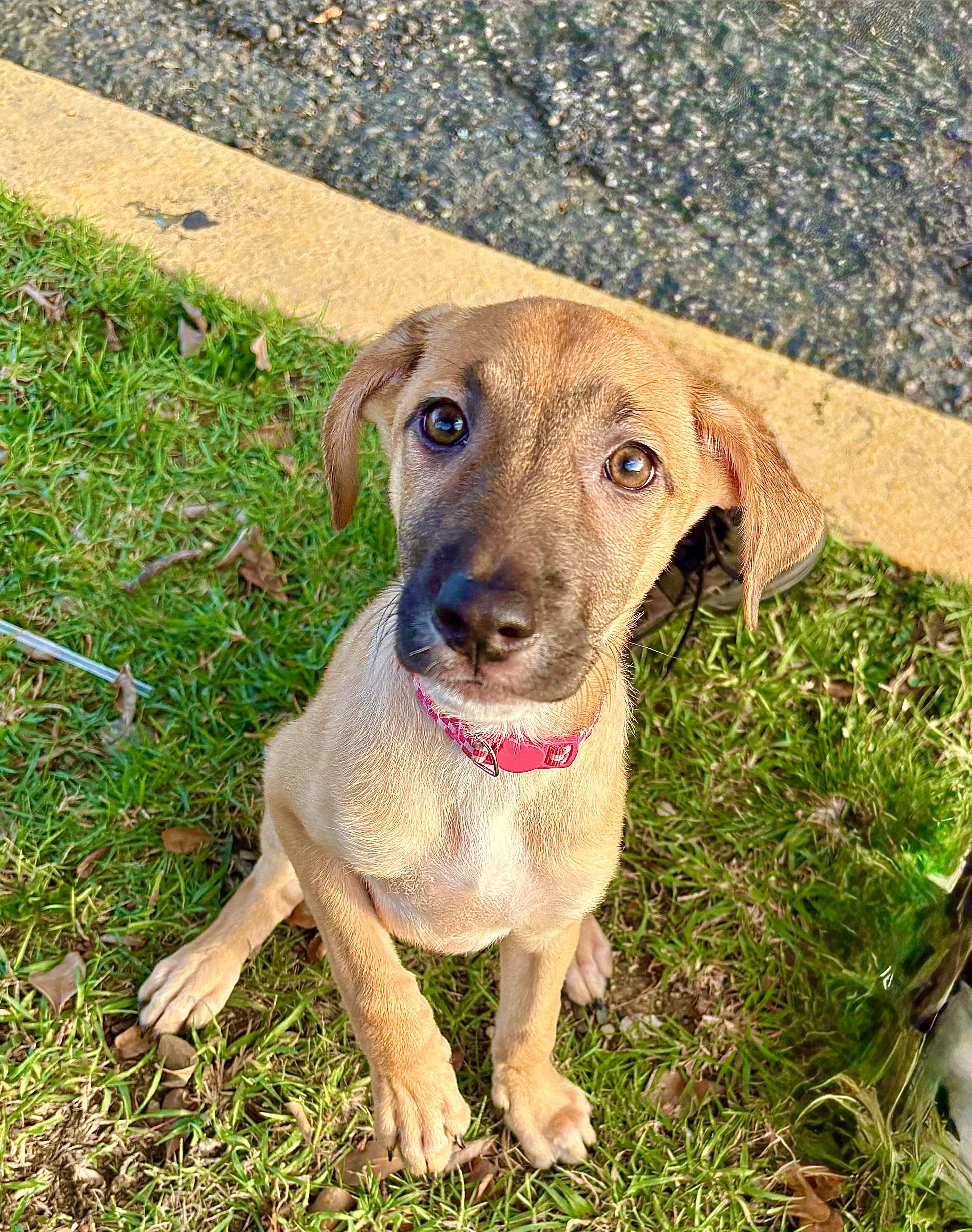 Enlarge Melody - Small, Playful, Loving & Cuddly - LOW ADOPTION FEE, an adopted mixed breed in Fort Lauderdale, FL image 4/6
