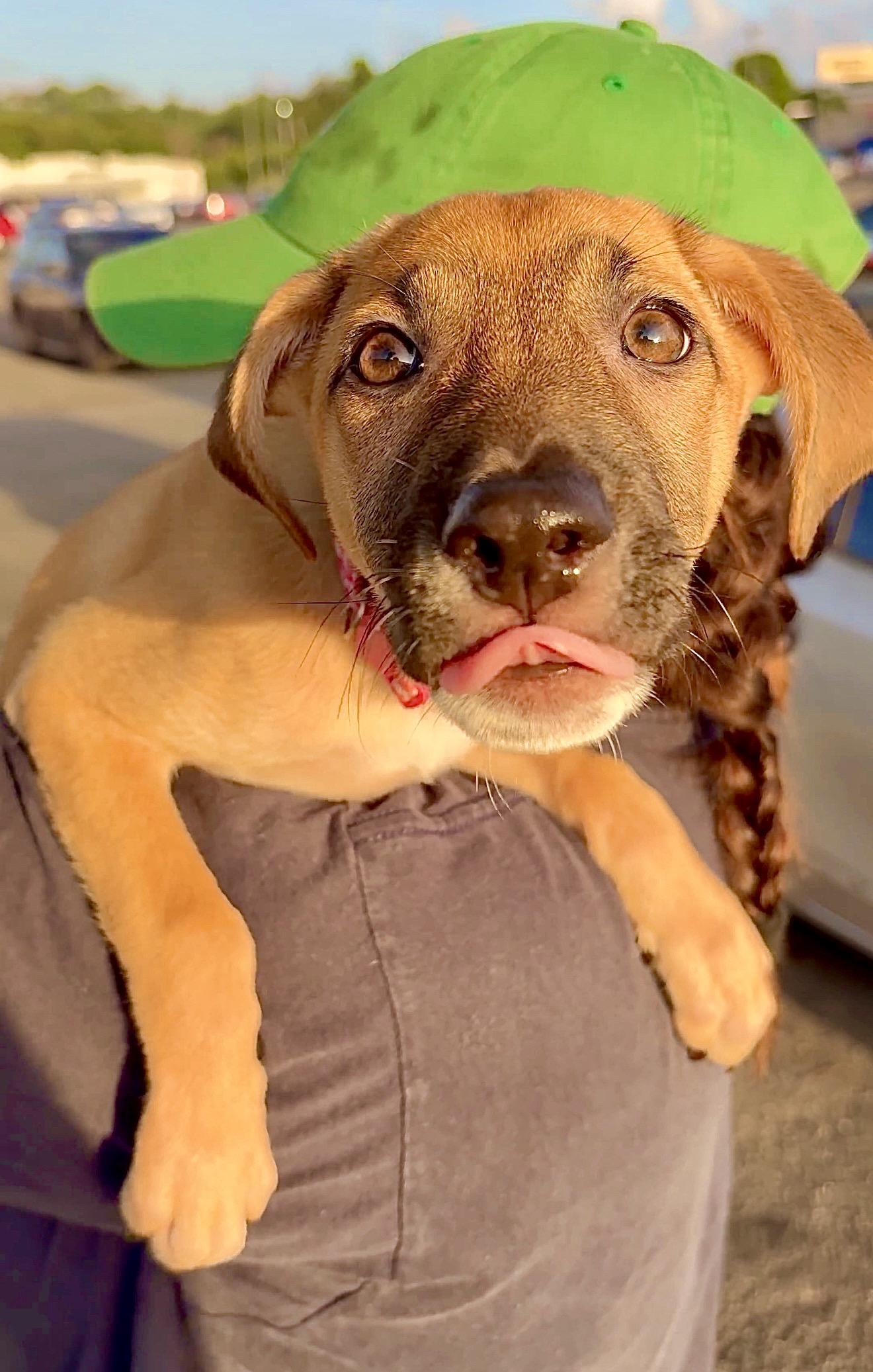 Enlarge Melody - Small, Playful, Loving & Cuddly - LOW ADOPTION FEE, an adopted mixed breed in Fort Lauderdale, FL image 5/6