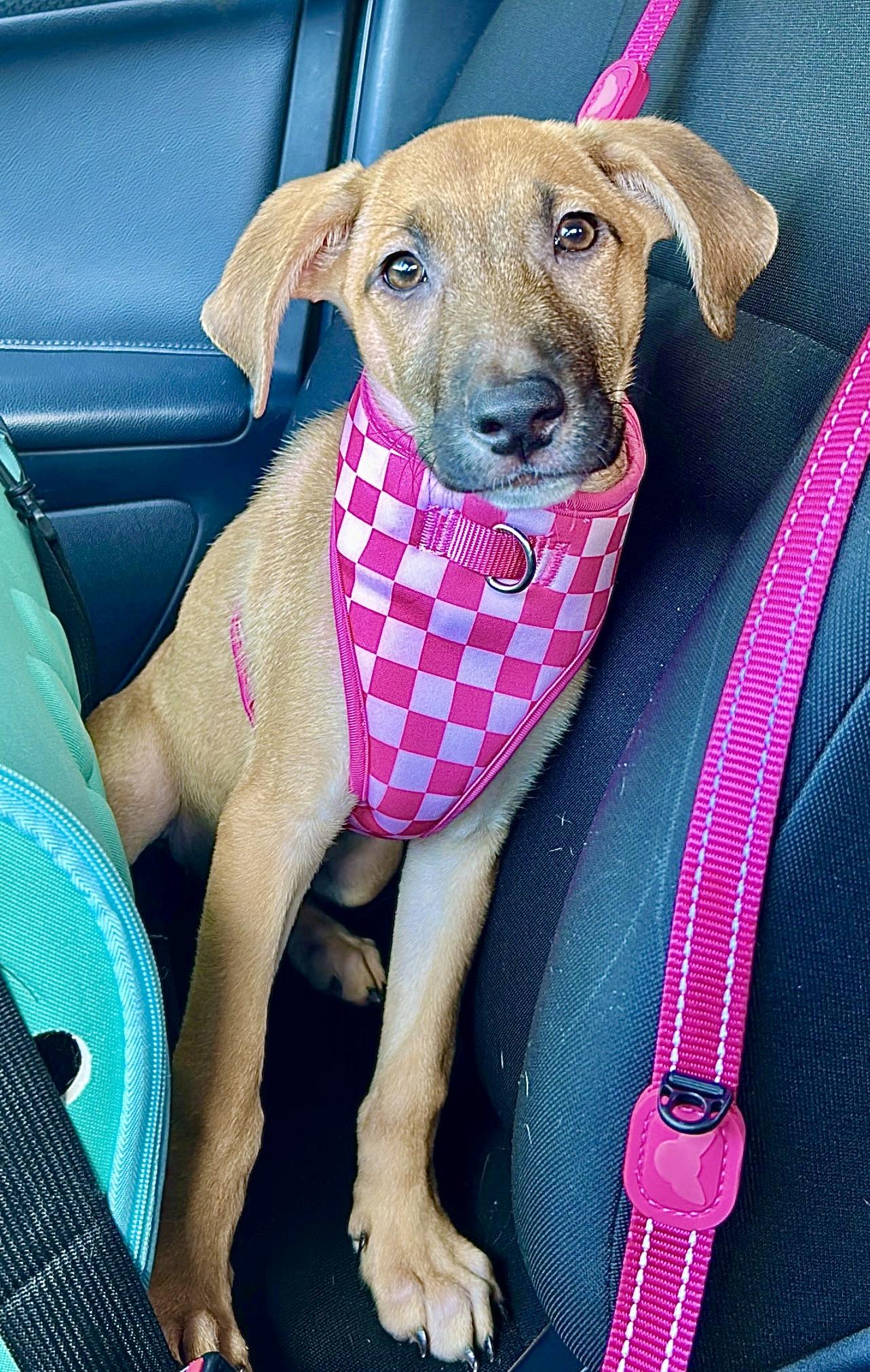 Enlarge Melody - Small, Playful, Loving & Cuddly - LOW ADOPTION FEE, an adopted mixed breed in Fort Lauderdale, FL image 3/6