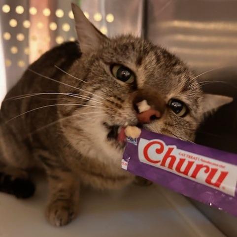 Enlarge Romeo, a Adoptable Domestic Short Hair in Port Townsend, WA image 1/3