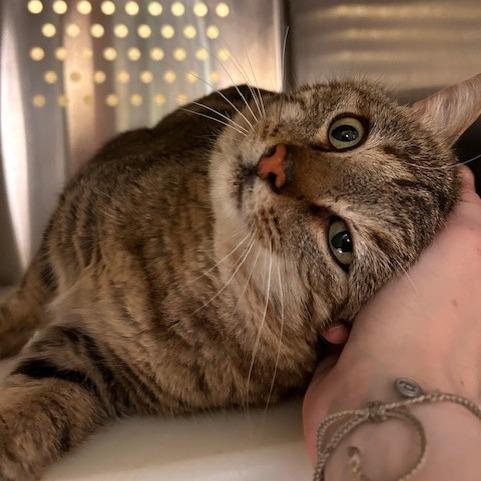 Romeo — thumbnail 2