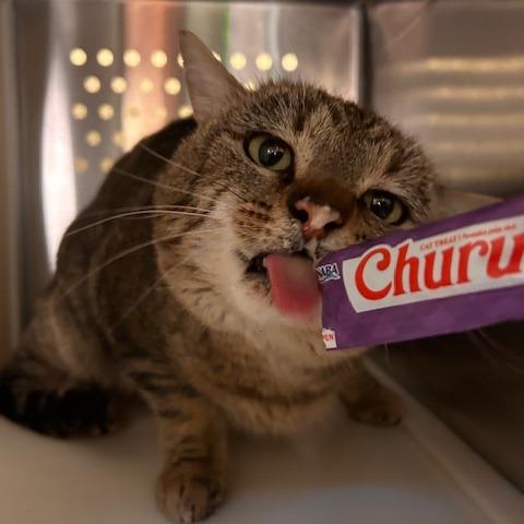 Enlarge Romeo, a Adoptable Domestic Short Hair in Port Townsend, WA image 3/3