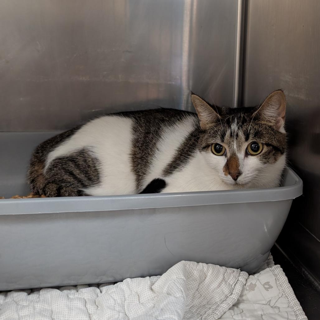 Enlarge Samantha, a Adoptable Domestic Short Hair in Titusville, FL image 1/1